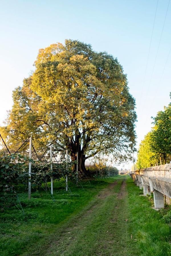 Al Bagolaro Crocetta del Montello Exterior foto